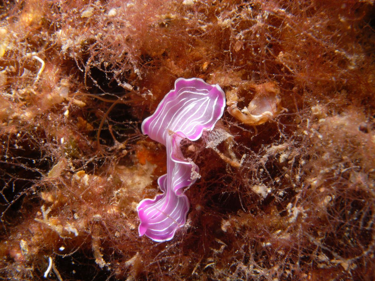 Prostheceraeus roseus